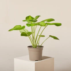 Hosta ‘Guacamole’ -The Palm Centre Store HGU 6199400fe8c76