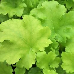 Heuchera ‘Lime Marmalade’ -The Palm Centre Store HLM 60a9520c31757