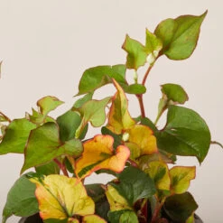 Houttuynia Cordata ‘Chameleon’ -The Palm Centre Store HOC 61994673d25f5