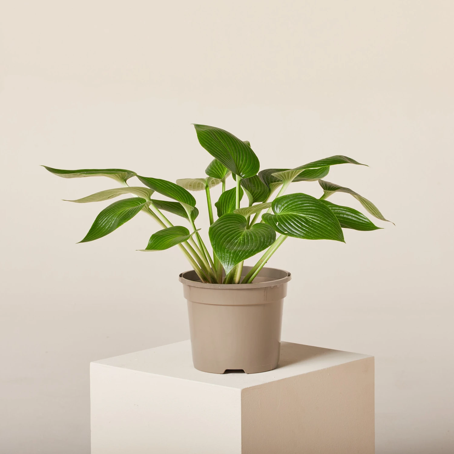 Hosta ‘Devon Green’ 1 Hosta ‘Devon Green’