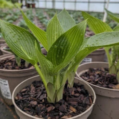 Hosta ‘Devon Green’ 18 Hosta ‘Devon Green’ -The Palm Centre Store HOD 61542b4957cbf