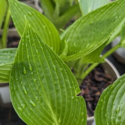 Hosta ‘Devon Green’ 20 Hosta ‘Devon Green’ -The Palm Centre Store HOD 61542b4ef4fa4