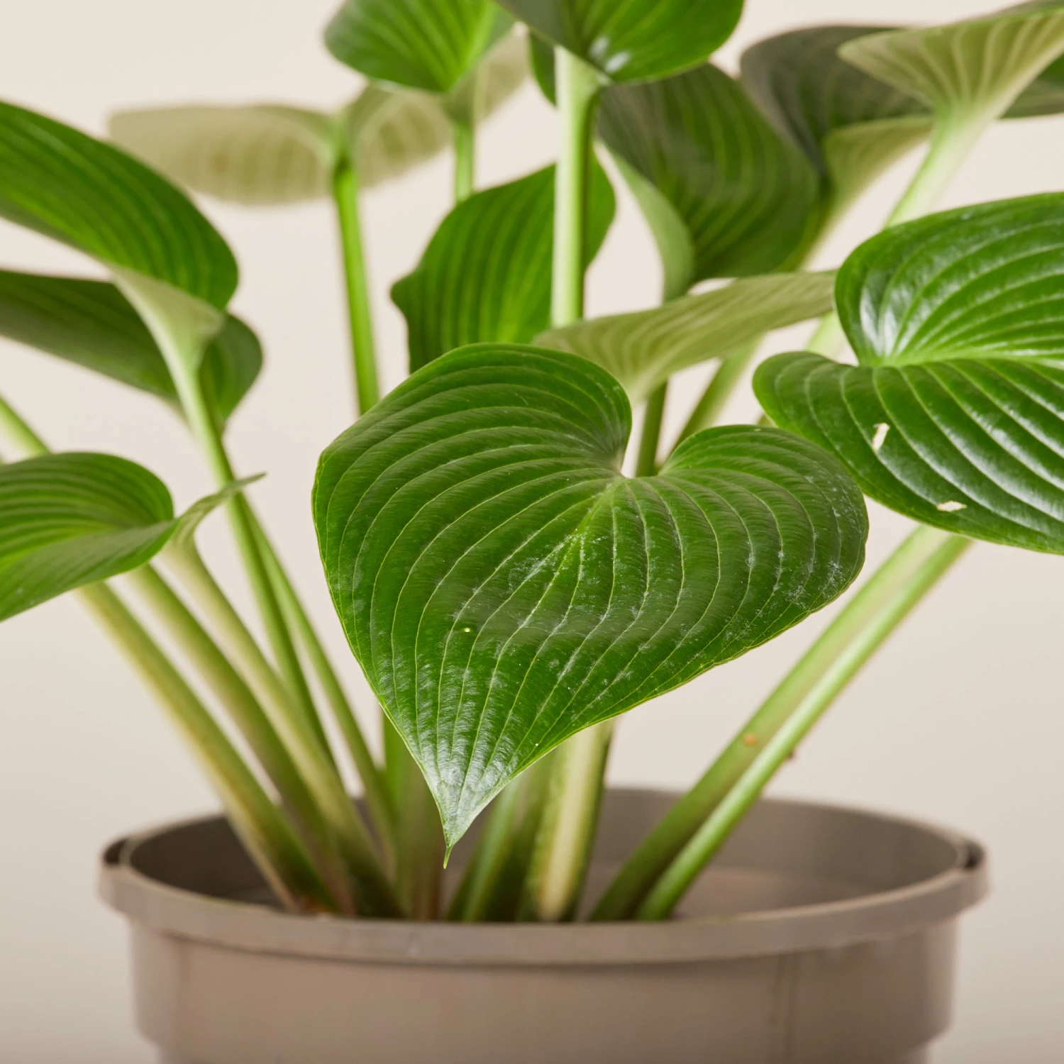 Hosta ‘Devon Green’ 9 Hosta ‘Devon Green’ - Image 9