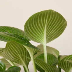 Hosta ‘Devon Green’ 23 Hosta ‘Devon Green’ -The Palm Centre Store HOD 61993ed5f3909