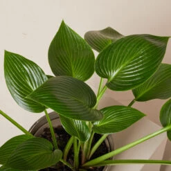 Hosta ‘Devon Green’ 24 Hosta ‘Devon Green’ -The Palm Centre Store HOD 61993ed80fc03