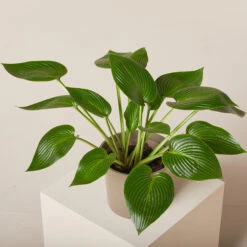 Hosta ‘Devon Green’ 27 Hosta ‘Devon Green’ -The Palm Centre Store HOD 61993eda52fa0