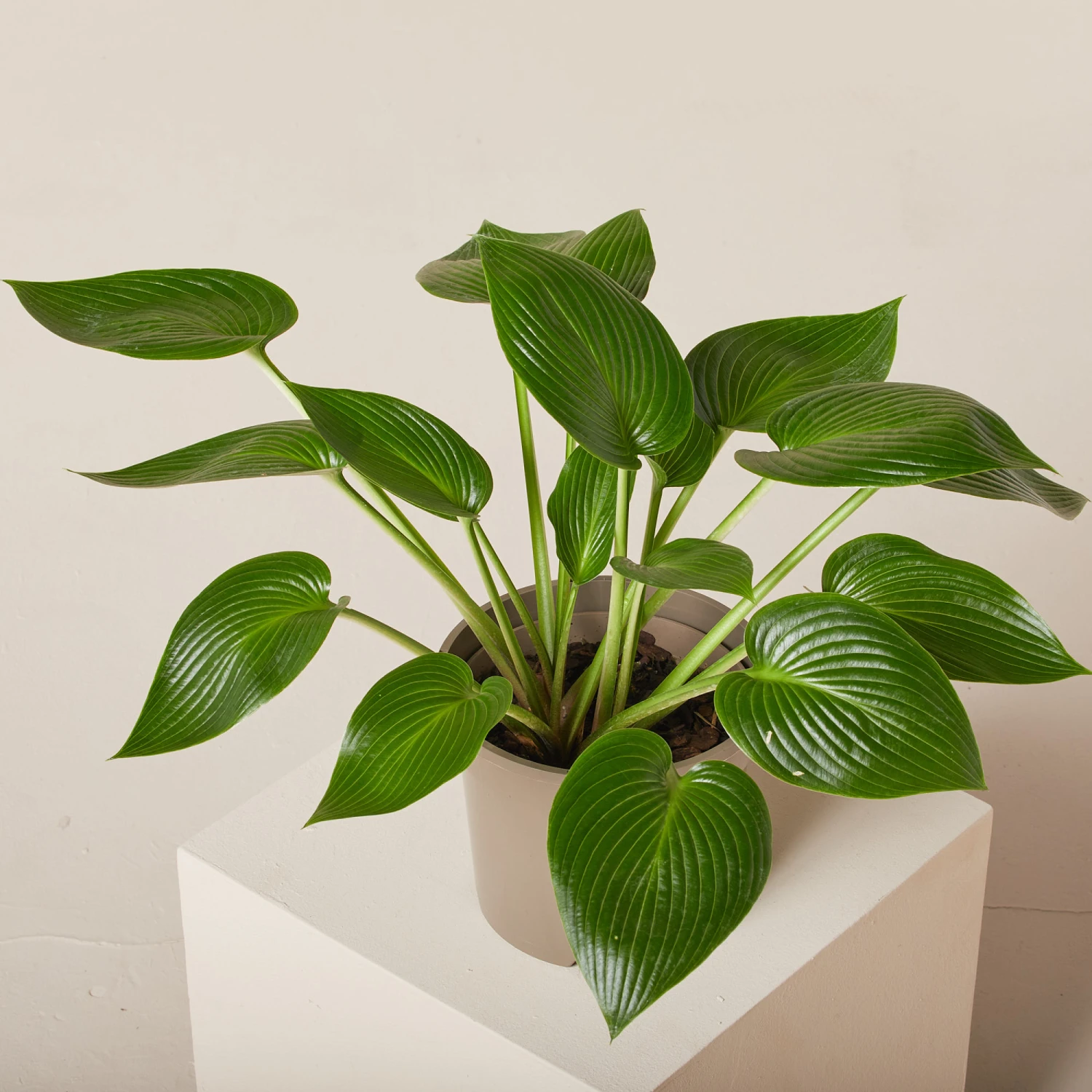 Hosta ‘Devon Green’ 14 Hosta ‘Devon Green’ - Image 14