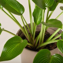 Hosta ‘Devon Green’ 25 Hosta ‘Devon Green’ -The Palm Centre Store HOD 61993edeb699c