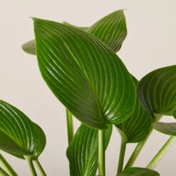 Hosta ‘Devon Green’ 26 Hosta ‘Devon Green’ -The Palm Centre Store HOD 61993ee0fde84