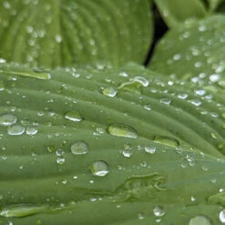 Hosta ‘Sum And Substance’ -The Palm Centre Store HSS 61542c880e2cb