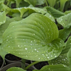 Hosta ‘Sum And Substance’ -The Palm Centre Store HSS 61542c8a94945