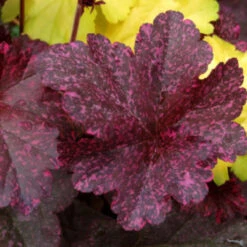 Heuchera ‘Midnight Rose’ -The Palm Centre Store HUM 615cff11548ee