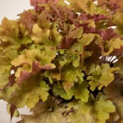 Heuchera ‘Marmalade’ -The Palm Centre Store H 15461 6044bbc62d5fc