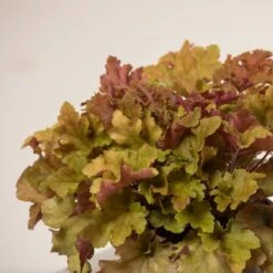 Heuchera ‘Marmalade’ -The Palm Centre Store H 15461 6044bbc89afad