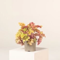 Heuchera ‘Marmalade’