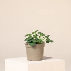 Hosta ‘Blue Mouse Ears’ -The Palm Centre Store H 16137 6044bd02a7ace