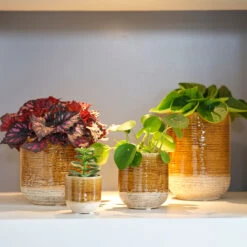 Indoor Pot Issa – Yellow -The Palm Centre Store IND IY 7