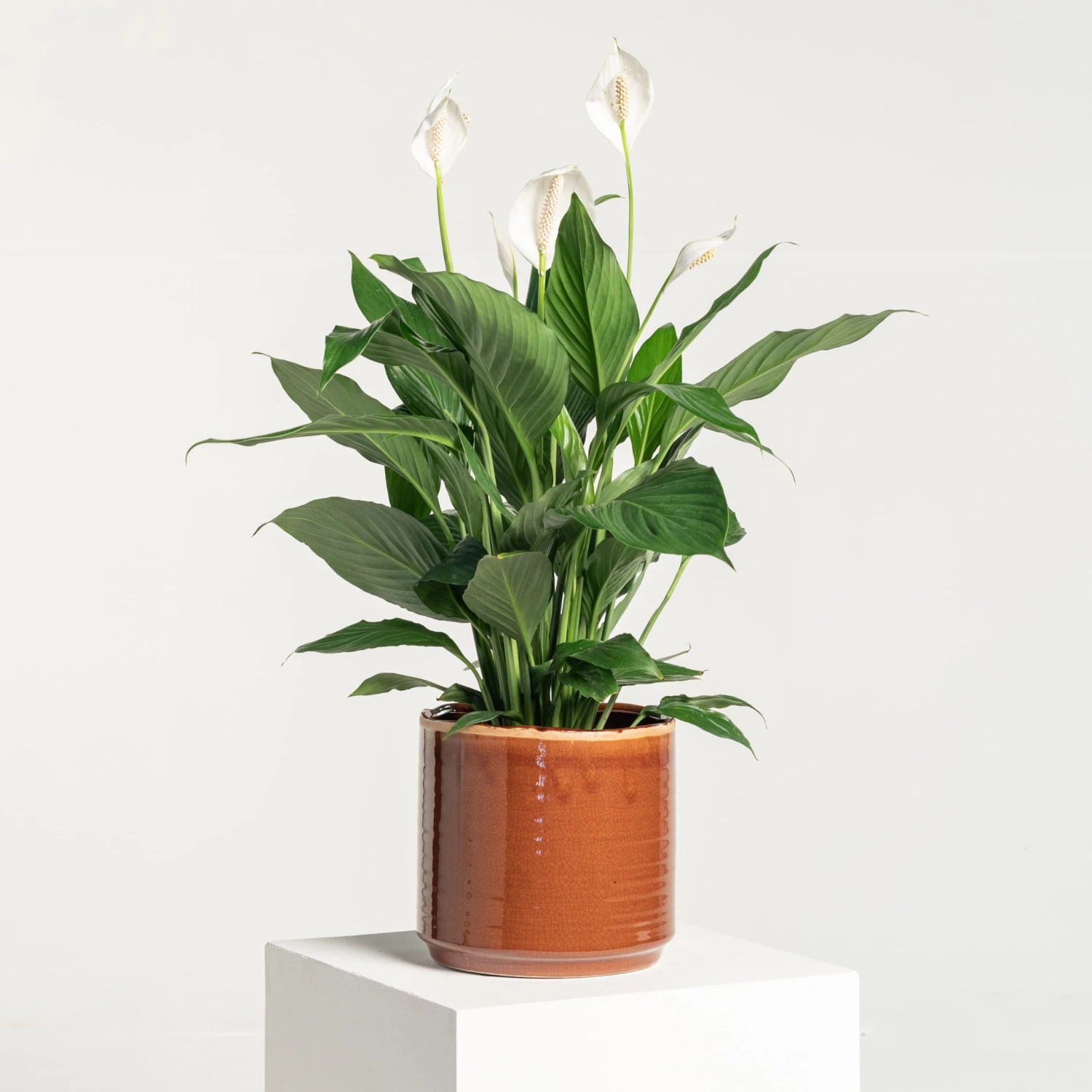 Indoor Pot Jordy – Caramel 2 Indoor Pot Jordy – Caramel - Image 2