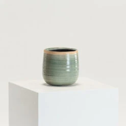 Indoor Pot Iris Mint -The Palm Centre Store IND MI 14