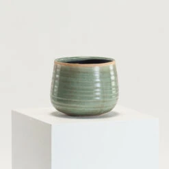 Indoor Pot Iris Mint -The Palm Centre Store IND MI 17