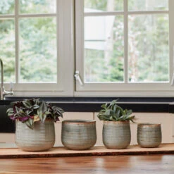 Indoor Pot Iris Mint -The Palm Centre Store IND MI 2 1