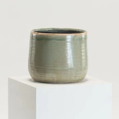 Indoor Pot Iris Mint -The Palm Centre Store IND MI 21