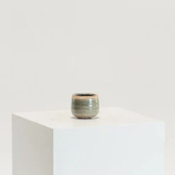 Indoor Pot Iris Mint -The Palm Centre Store IND MI 7