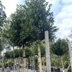 Ilex Mutchagara ‘Nellie R Stevens’