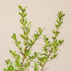 Ilex Crenata ‘Caroline Upright’ -The Palm Centre Store I 16976 6010012cd924d 1