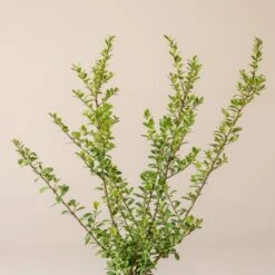 Ilex Crenata ‘Caroline Upright’ -The Palm Centre Store I 16976 6010012f67902