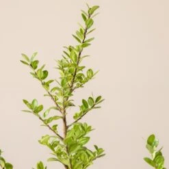 Ilex Crenata ‘Caroline Upright’ -The Palm Centre Store I 16976 6010013046a43 1