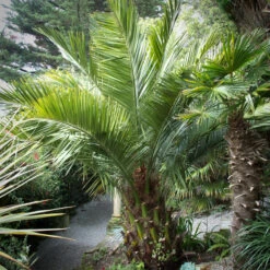 Jubaea Chilensis -The Palm Centre Store JCH 1 2