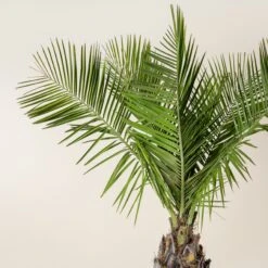 Jubaea Chilensis -The Palm Centre Store JCH 50 60 1 scaled 1