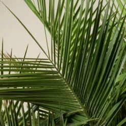 Jubaea Chilensis -The Palm Centre Store JCH 90 2 scaled 1