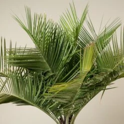 Jubaea Chilensis -The Palm Centre Store JCH 90 3 scaled 1