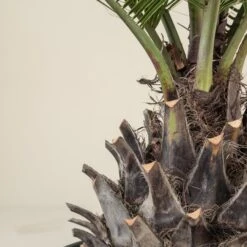 Jubaea Chilensis -The Palm Centre Store JCH 90 4 scaled 1