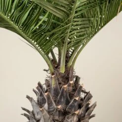 Jubaea Chilensis -The Palm Centre Store JCH 90 5 scaled 1