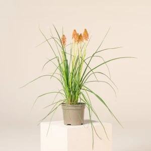 Kniphofia ‘Redhot Popsicle’ 1 Kniphofia ‘Redhot Popsicle’