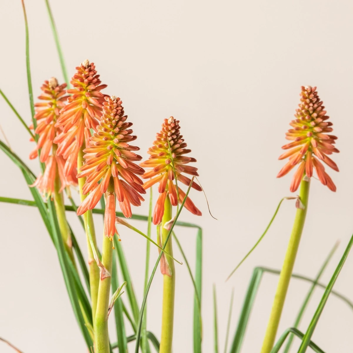 Kniphofia ‘Redhot Popsicle’ 2 Kniphofia ‘Redhot Popsicle’ - Image 2