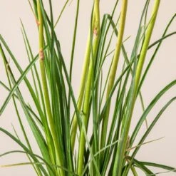 Kniphofia ‘Redhot Popsicle’ 7 Kniphofia ‘Redhot Popsicle’ -The Palm Centre Store K 18644 600ff7da74a07 1