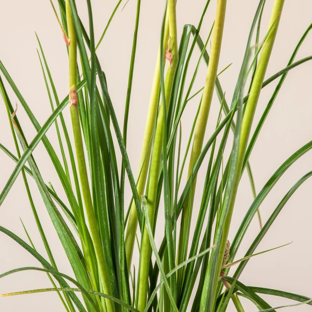 Kniphofia ‘Redhot Popsicle’ 3 Kniphofia ‘Redhot Popsicle’ - Image 3