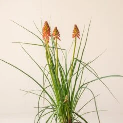 Kniphofia ‘Redhot Popsicle’ 8 Kniphofia ‘Redhot Popsicle’ -The Palm Centre Store K 18644 600ff7db360cf 1