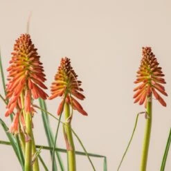 Kniphofia ‘Redhot Popsicle’ 9 Kniphofia ‘Redhot Popsicle’ -The Palm Centre Store K 18644 600ff7dbfc740 1
