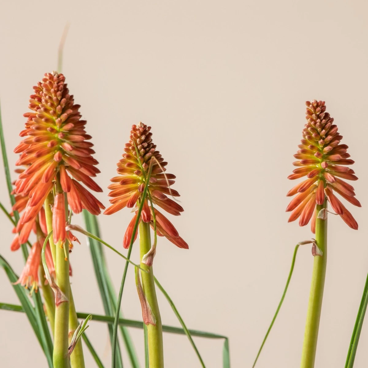 Kniphofia ‘Redhot Popsicle’ 5 Kniphofia ‘Redhot Popsicle’ - Image 5