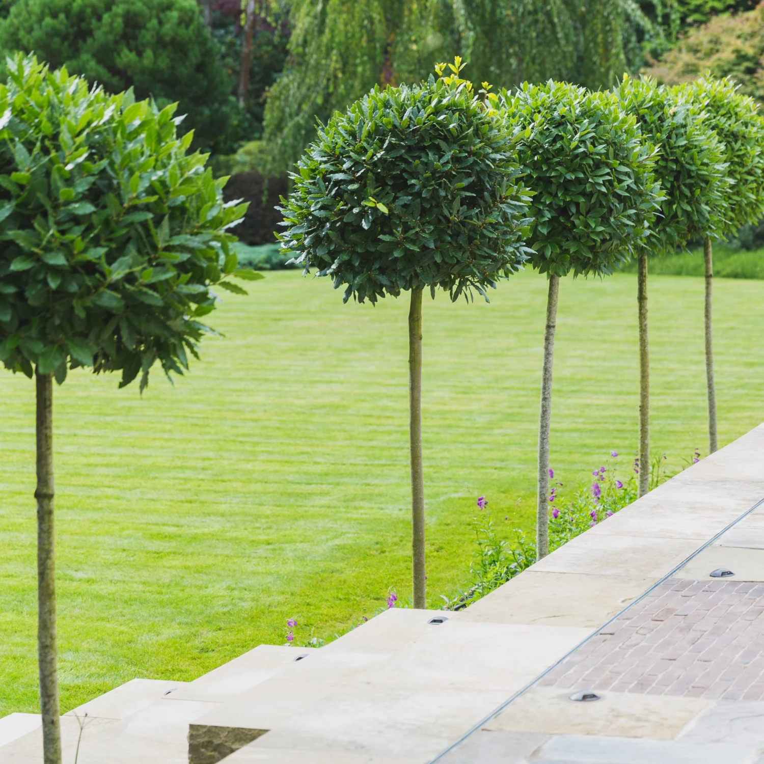 Laurus Nobilis – Full Standard 5 Laurus Nobilis – Full Standard - Image 5