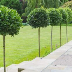 Laurus Nobilis – Three Quarter Standard -The Palm Centre Store LNO 1 scaled 2