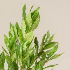 Laurus Nobilis – Pyramid Shaped -The Palm Centre Store LNO Bush 2 scaled 1