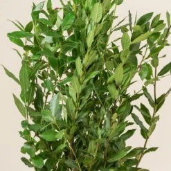 Laurus Nobilis – Pyramid Shaped -The Palm Centre Store LNO Bush 3 scaled 1