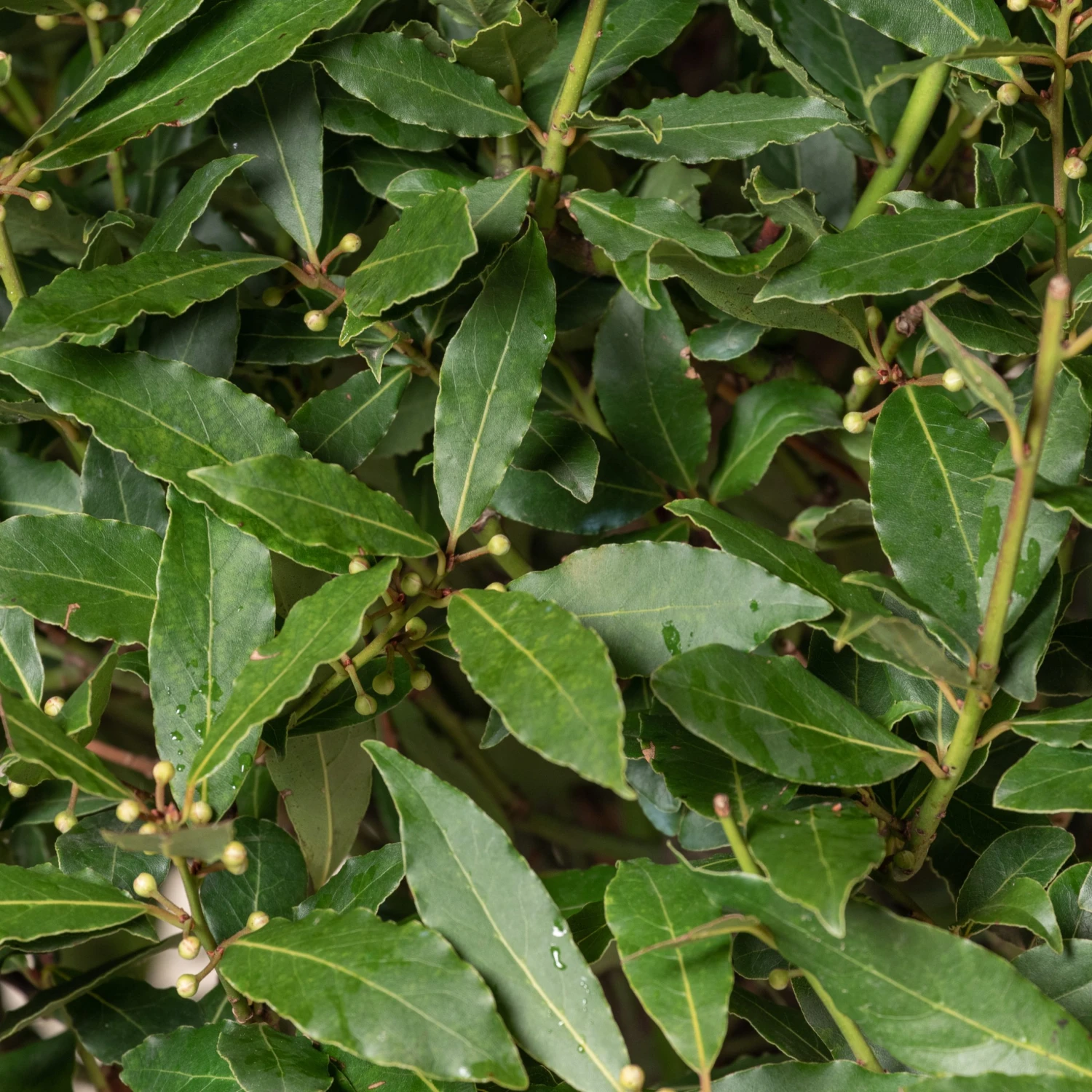 Laurus Nobilis – Full Standard 3 Laurus Nobilis – Full Standard - Image 3