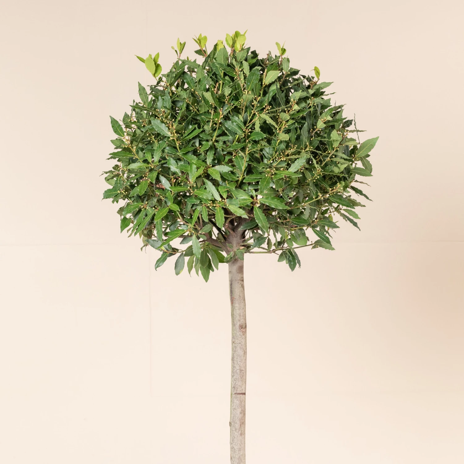 Laurus Nobilis – Full Standard 4 Laurus Nobilis – Full Standard - Image 4
